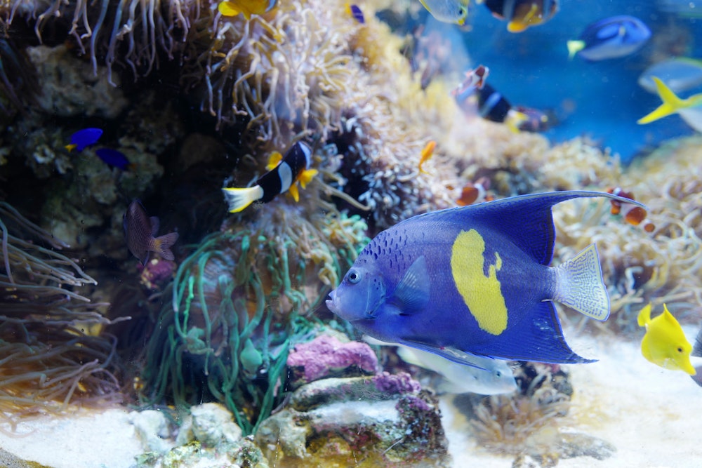 Toba Aquarium