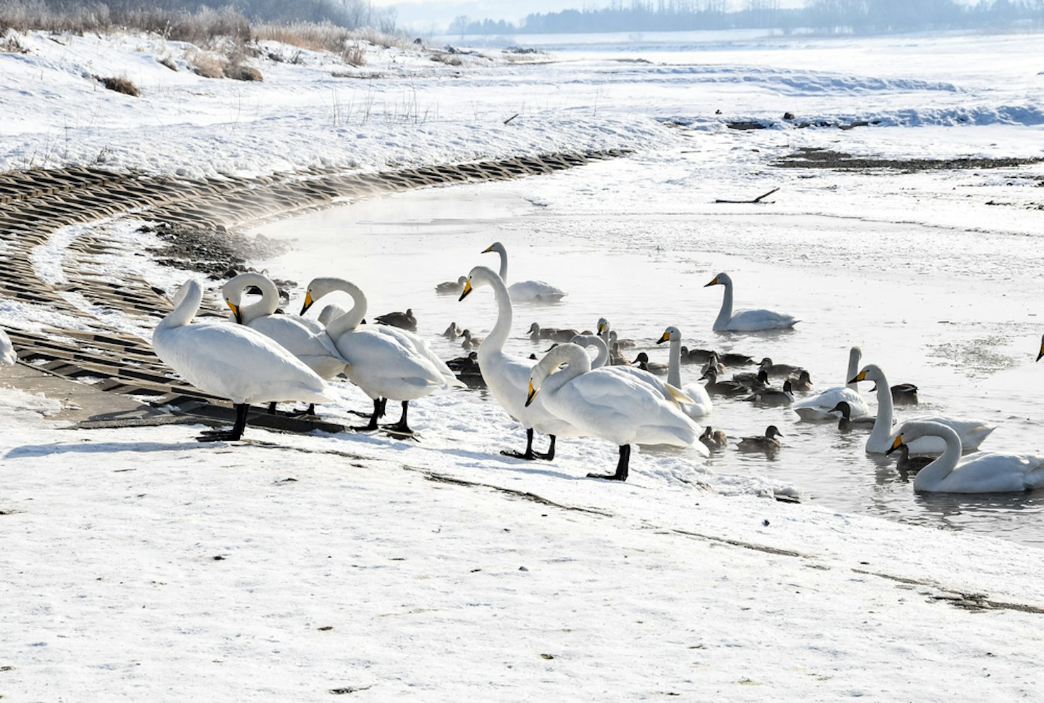 Tokachi River