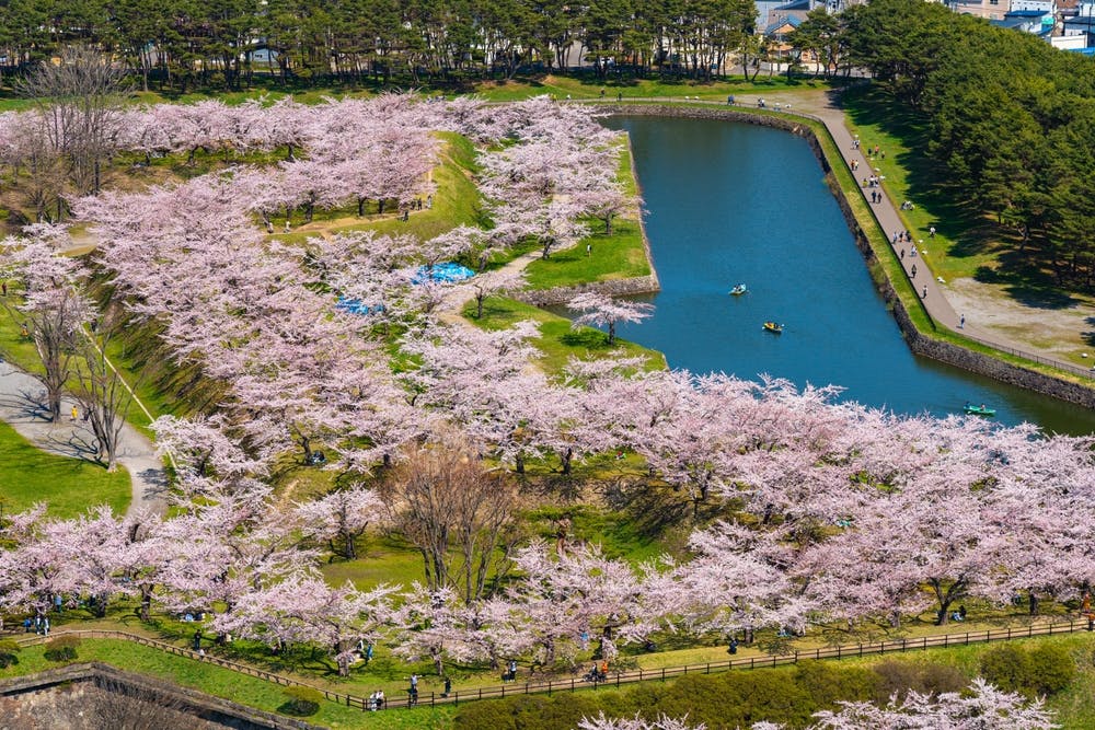 Aerial view of a park with pink cherry blossom trees lining pathways and a river, people walking and boating, with lush green grass and dense forest in the background.
