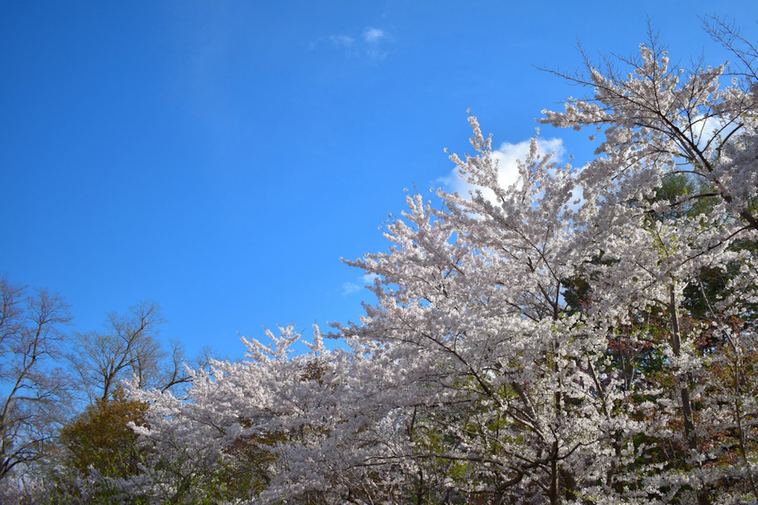 Hokkaido Shrine