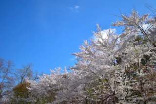 Cherry blossom trees in full bloom with pale pink and white flowers under a bright blue sky, with a few scattered clouds and green foliage visible in the background.