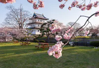 A traditional Japanese castle stands in the background, surrounded by blooming cherry blossom trees. Pink sakura flowers frame the image, and wooden picnic tables sit on the green grass under a clear sky.