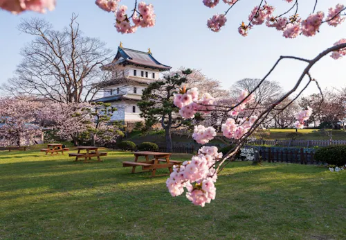 A traditional Japanese castle stands in the background, surrounded by blooming cherry blossom trees. Pink sakura flowers frame the image, and wooden picnic tables sit on the green grass under a clear sky.