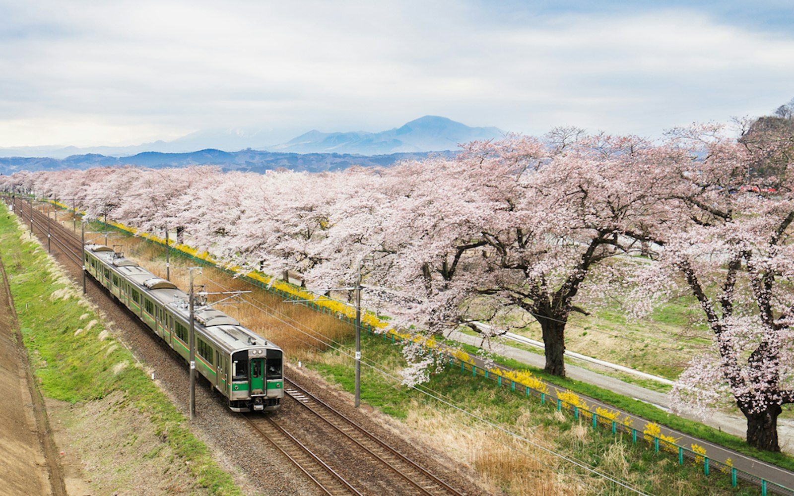 Sakura and Local Train