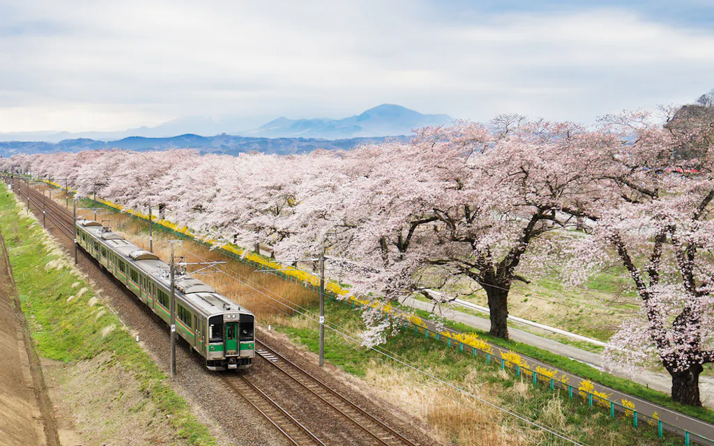 Sakura and Local Train