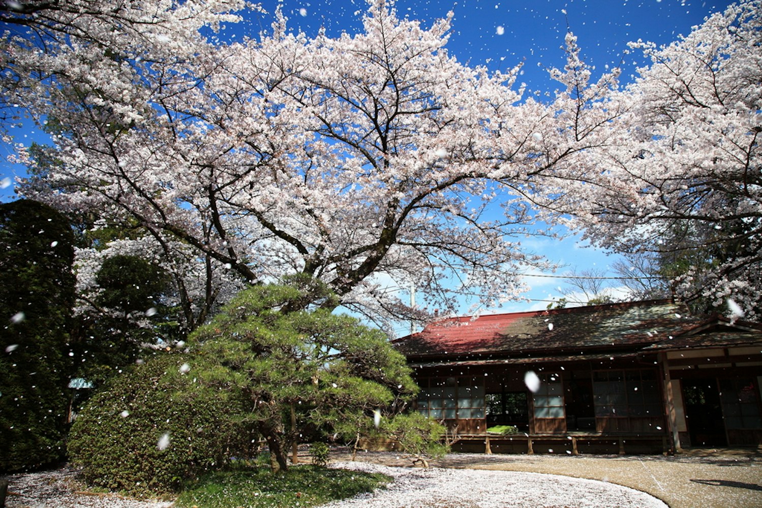 Shimizu Park