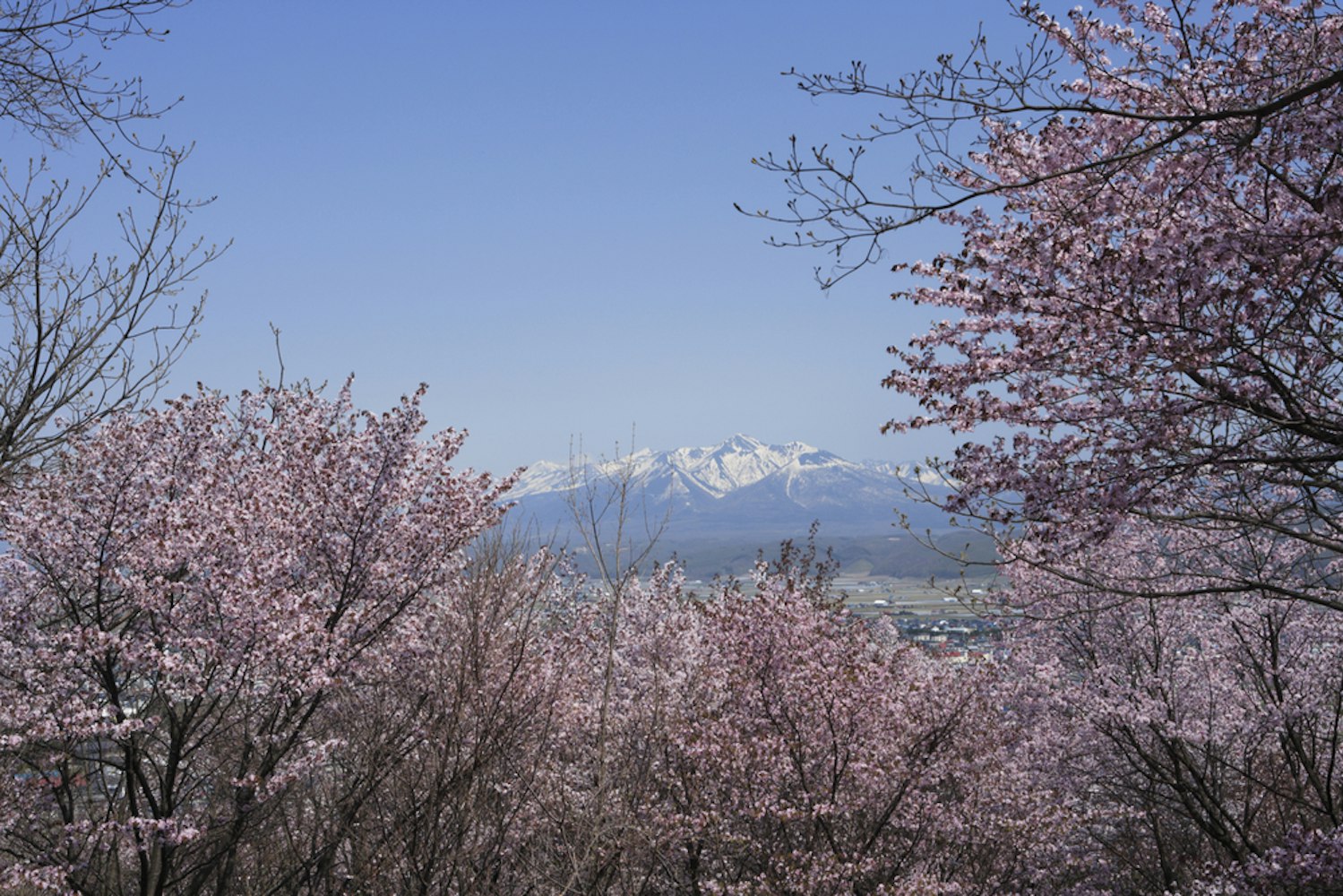 Cherry Tree