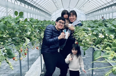 Izumisano Strawberry Picking