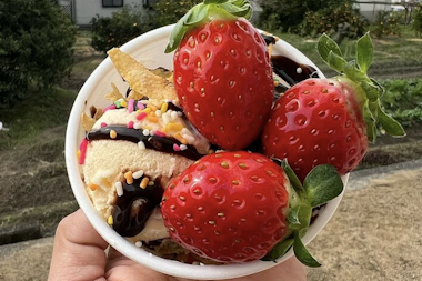 Izumisano Strawberry Picking