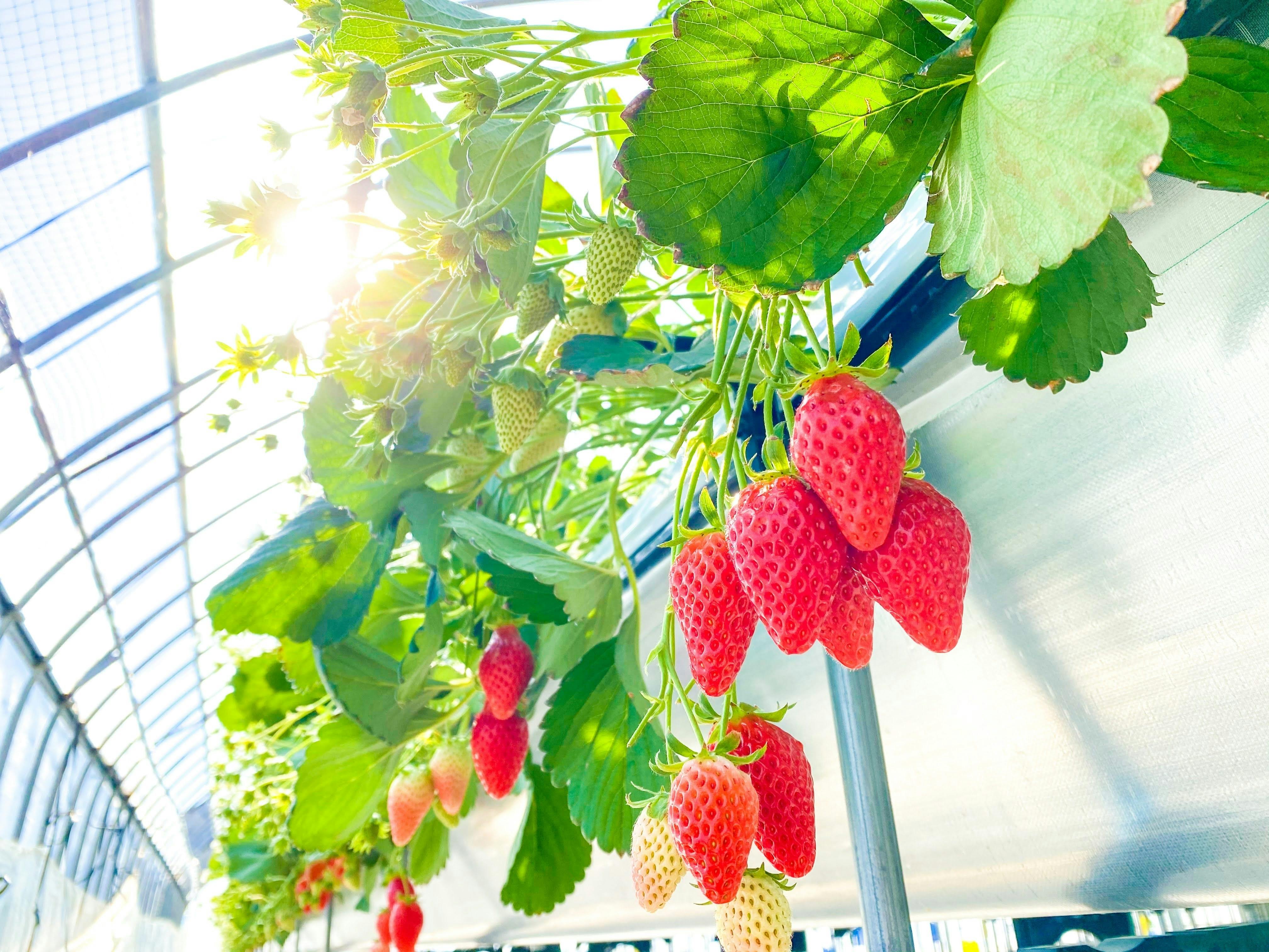 Strawberry Picking