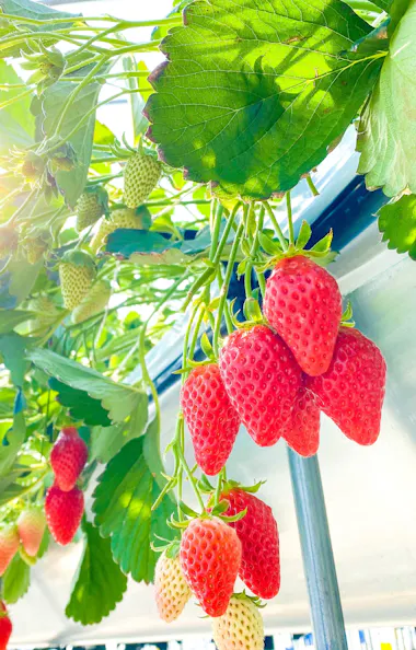Strawberry Picking Bright red strawberries hang from green plants inside a sunlit greenhouse. Some strawberries are still ripening, and sunlight filters through the leaves and structure above.