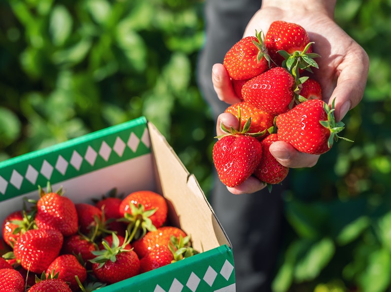 泉佐野大阪でのいちご狩り食べ放題