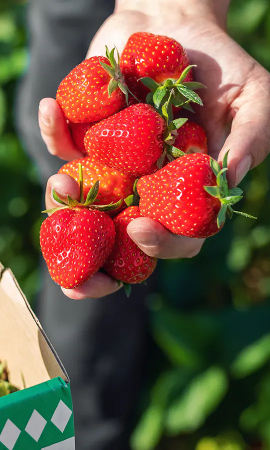 Strawberry Picking A person holds a handful of freshly picked strawberries above a cardboard box filled with more strawberries, with green leaves visible in the blurred background.