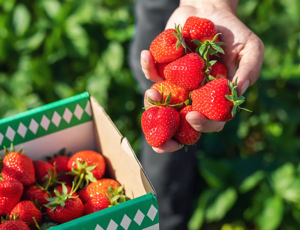Strawberry Picking A person holds a handful of freshly picked strawberries above a cardboard box filled with more strawberries, with green leaves visible in the blurred background.