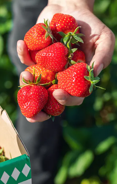 Strawberry Picking A person holds a handful of freshly picked strawberries above a cardboard box filled with more strawberries, with green leaves visible in the blurred background.