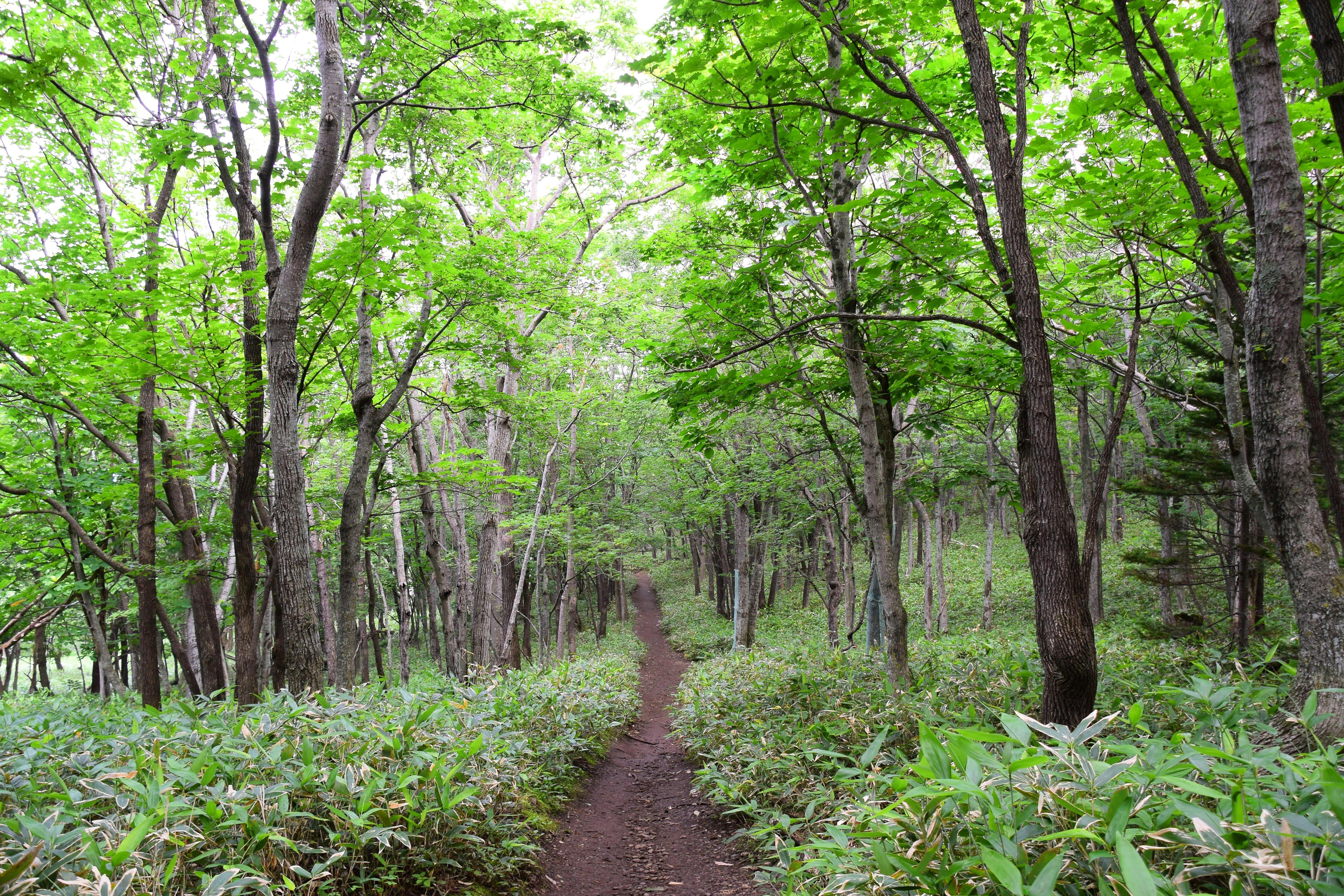 A narrow dirt path winds through a lush, green forest with tall trees and dense undergrowth, creating a peaceful and inviting natural scene.
