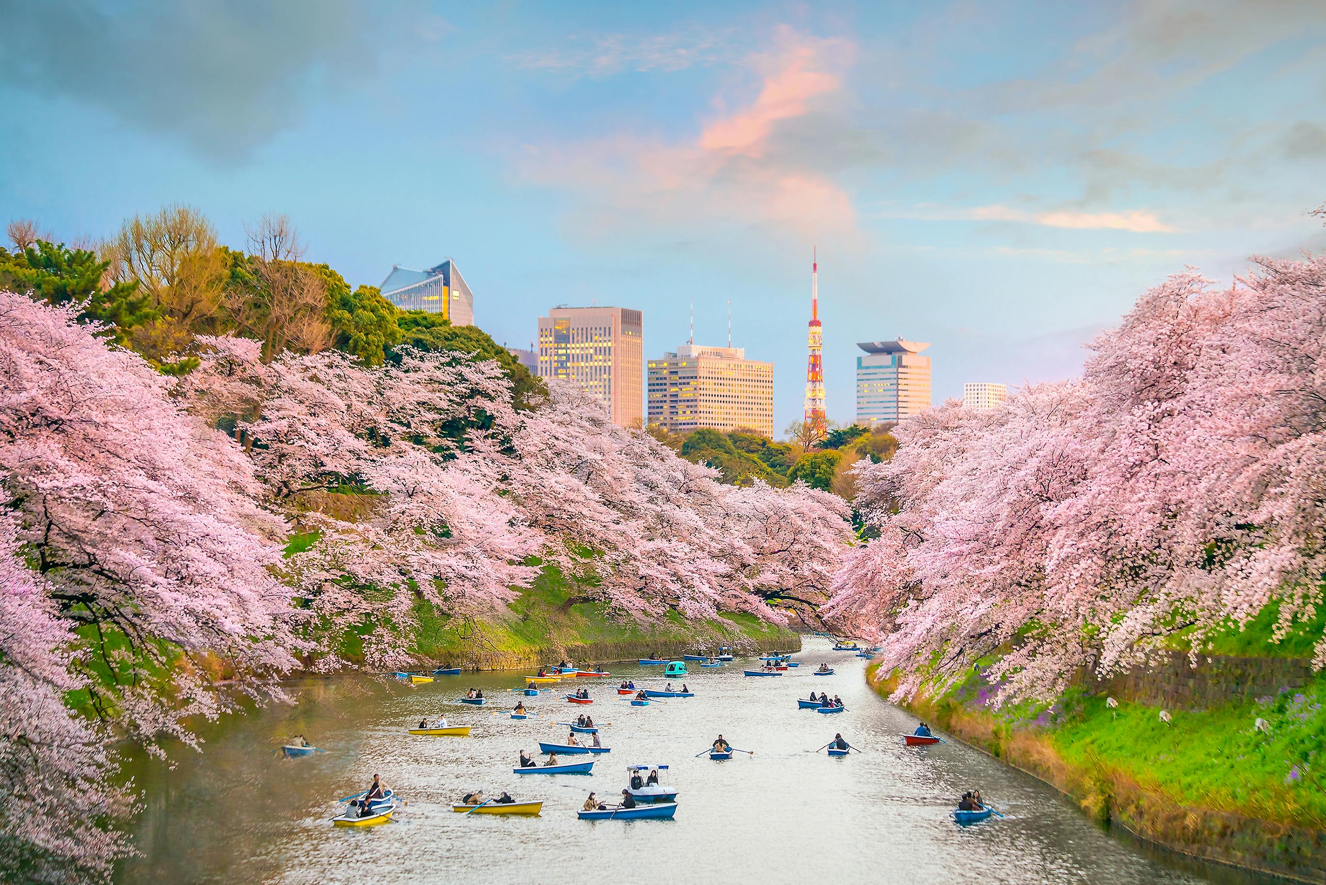 People in small boats leisurely row along a river lined with lush cherry blossom trees. In the background, a cityscape with modern buildings and a tower under a pastel-colored sky creates a serene contrast.