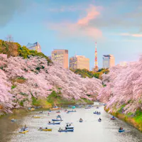 Chidorigafuchi Park People in small boats leisurely row along a river lined with lush cherry blossom trees. In the background, a cityscape with modern buildings and a tower under a pastel-colored sky creates a serene contrast.