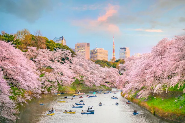 People in small boats leisurely row along a river lined with lush cherry blossom trees. In the background, a cityscape with modern buildings and a tower under a pastel-colored sky creates a serene contrast.