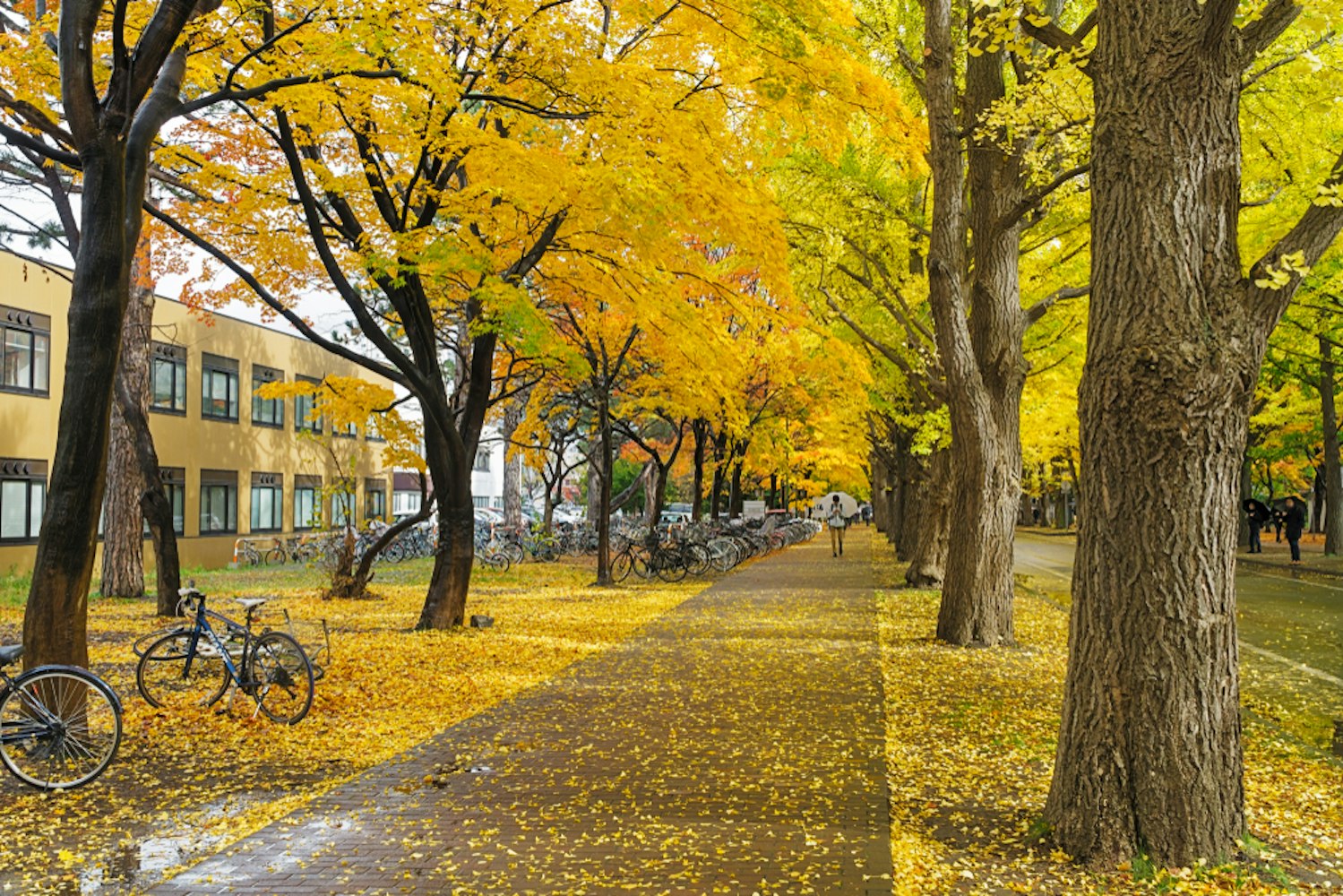 Hokkaido University