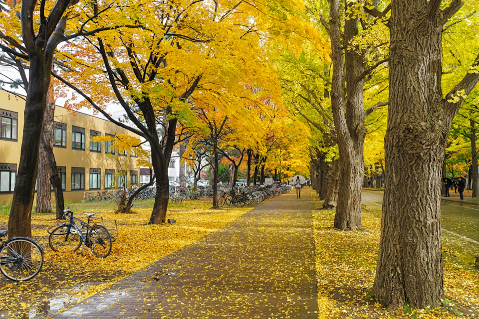 Hokkaido University Hokkaido University