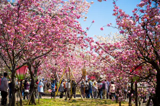 Crowd of people walking and gathering under blossoming cherry trees with vibrant pink flowers, enjoying a sunny day outdoors; colorful lanterns hang among the branches.