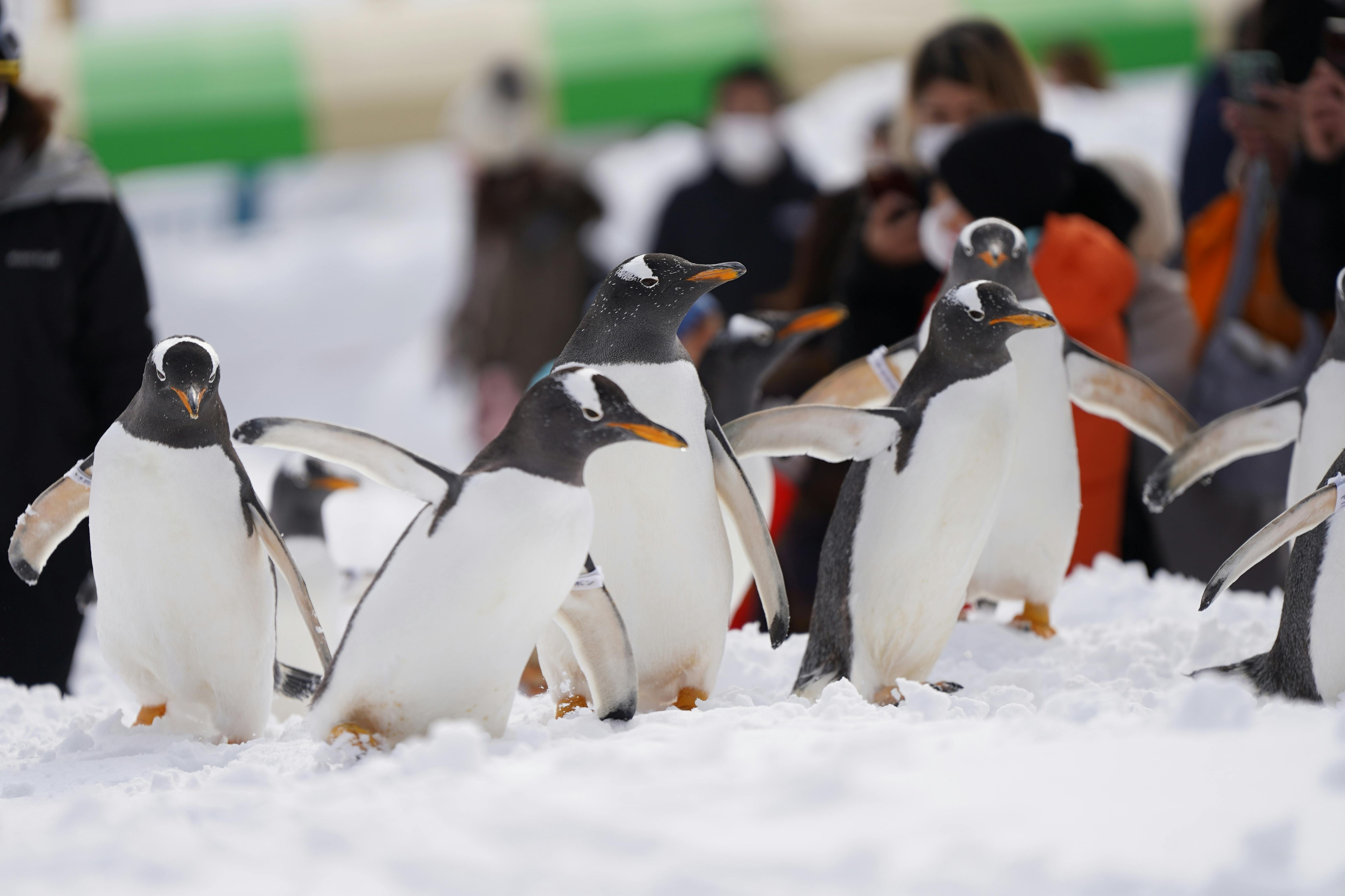 A group of penguins walks on snow with several people in the background watching and taking photos. The scene appears to take place in a wintry, outdoor setting.