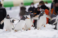 A group of penguins walks on snow with several people in the background watching and taking photos. The scene appears to take place in a wintry, outdoor setting.