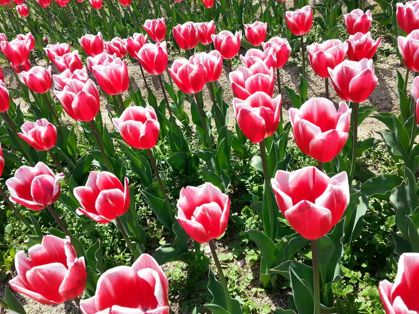 Tulips