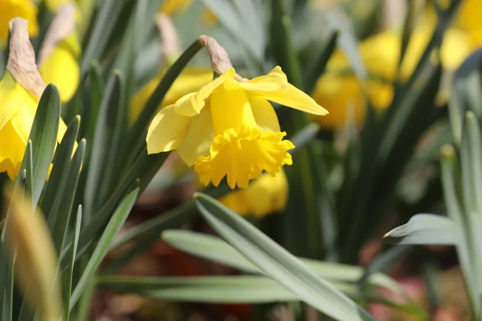 National Bihoku Hillside Park