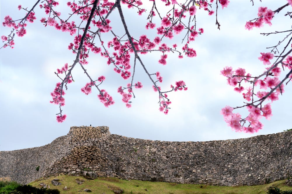 Stone wall of an ancient fort or castle stands on grassy terrain, with pink cherry blossom branches in full bloom in the foreground against a cloudy sky.