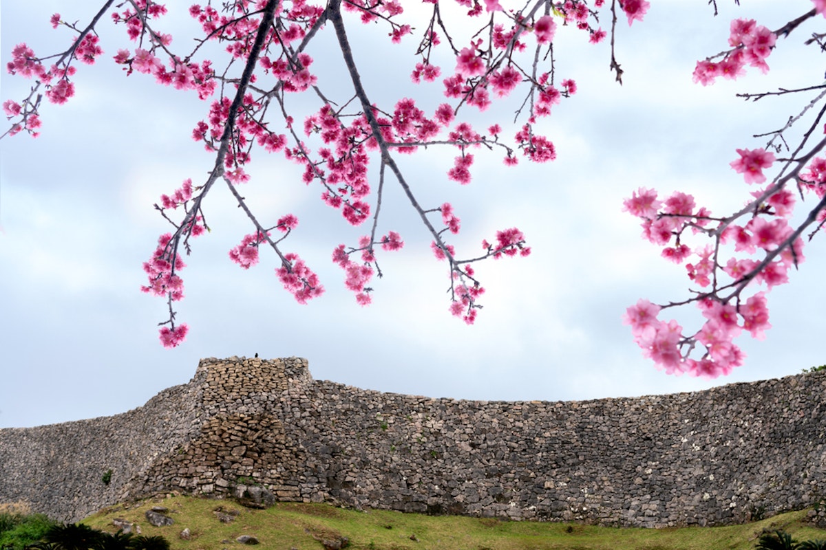 Nakijin Castle in spring and cherry blossom or sakura are blooming over the wall Nakijin Castle in spring