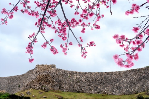 Nakijin Castle in spring
