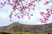 Nakijin Castle in spring