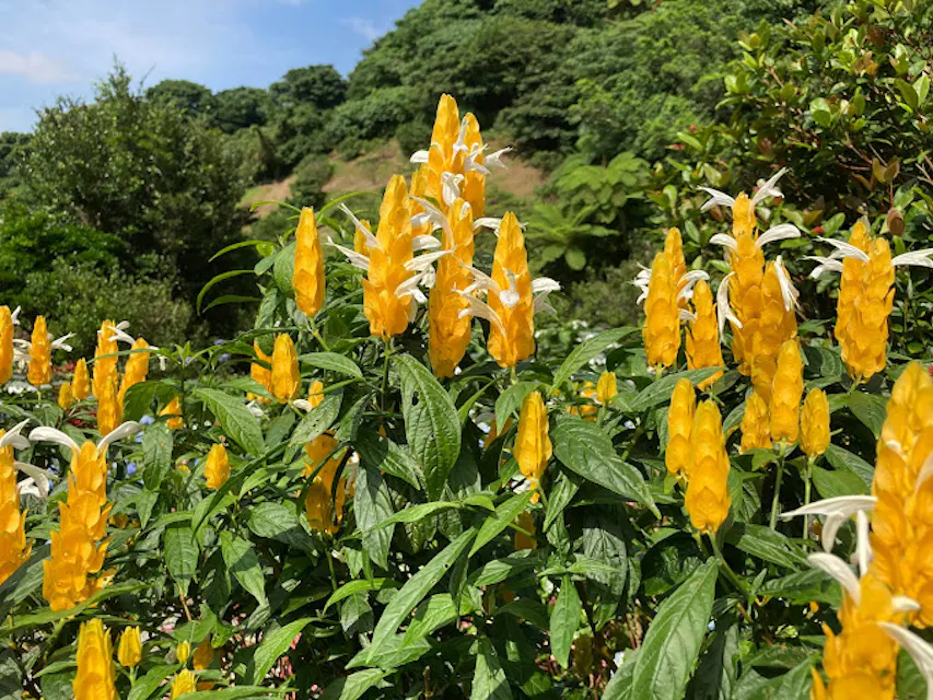 Yohena Ajisai Garden