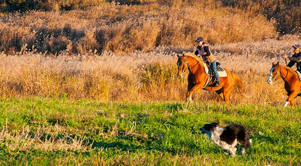 El Patio Ranch
