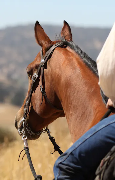 Horseback Riding A person riding a horse.