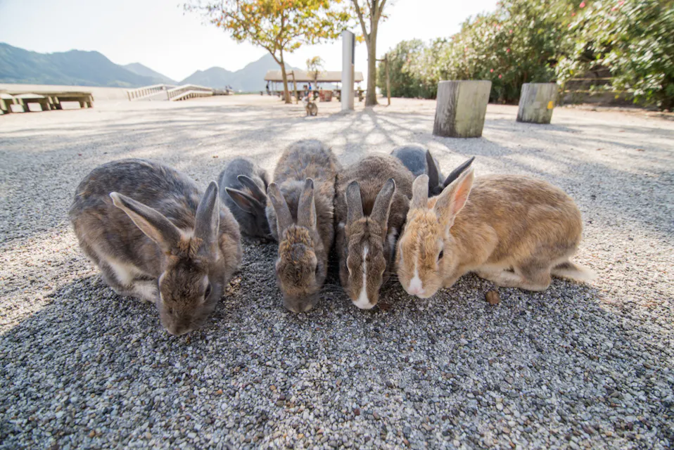 Rabbit Island (Okunoshima Island)
