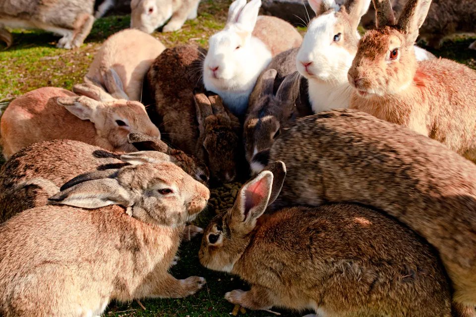 Rabbit Island 一群不同颜色的兔子蜷缩在绿色的草地上,看起来在吃东西或觅食。这些兔子从白色、棕色到灰色,各具不同的毛色和质地。明亮的阳光增强了这一场景。