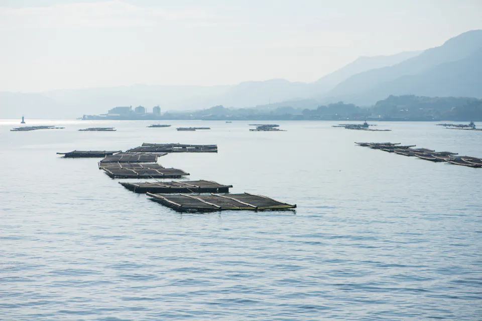 Oyster Raft Farm at Miyajama Island 一幅宁静的开阔水域景象,一系列矩形鱼场呈松散蜿蜒的排列。背景是遥远的模糊山脉和晴朗的天空,营造出一种宁静、朦胧的氛围。