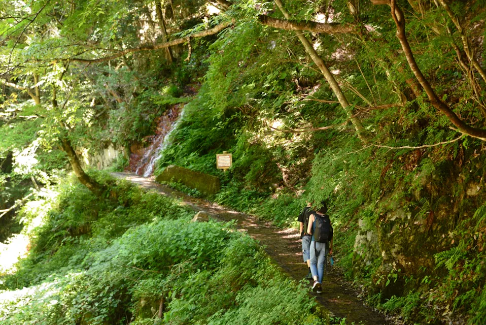 Sandankyo Gorge 黒いバックパックを背負った人が、密生した緑の葉で囲まれた狭い森のトレイルを歩いています。日光が木の間から差し込み、道の部分を照らしています。左側には小さな滝が見え、トレイルのそばには看板が立てられています。