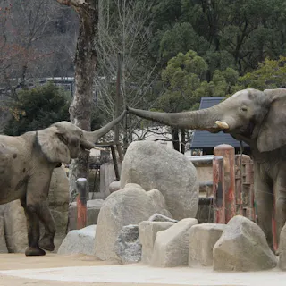 Two elephants touch their trunks together over a group of large rocks in an outdoor zoo enclosure, surrounded by trees and wooden barriers.