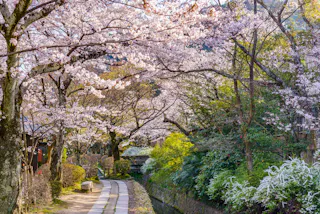 A stone path runs beside a narrow stream, lined with blooming cherry blossom trees and lush green shrubs under soft sunlight, creating a serene spring scene.