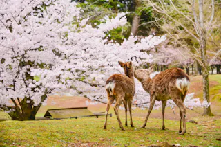 Two deer nuzzle each other on a grassy hill under blooming cherry blossom trees in a park, surrounded by soft pink flowers and greenery.