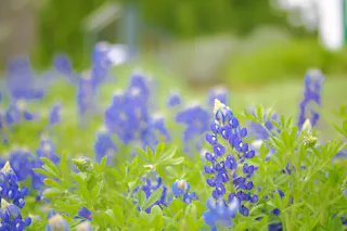 A close-up of blooming bluebonnet flowers with vibrant green leaves, set against a softly blurred natural background.