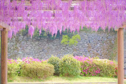 Purple wisteria flowers hang in clusters from a wooden pergola above, with green shrubs and pink flowers below, in front of a stone wall in a garden setting.