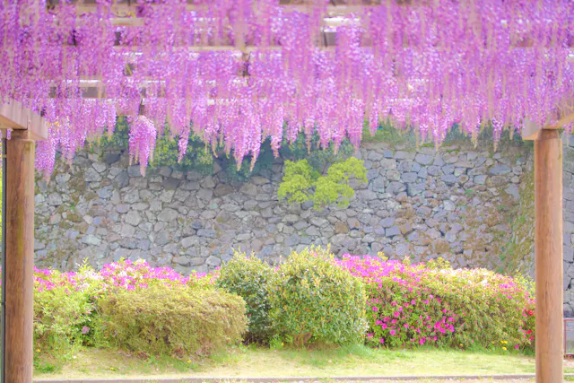Purple wisteria flowers hang in clusters from a wooden pergola above, with green shrubs and pink flowers below, in front of a stone wall in a garden setting.