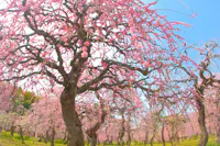 A grove of trees covered in vibrant pink blossoms stands beneath a clear blue sky, with sunlight illuminating the flowering branches and green grass below.