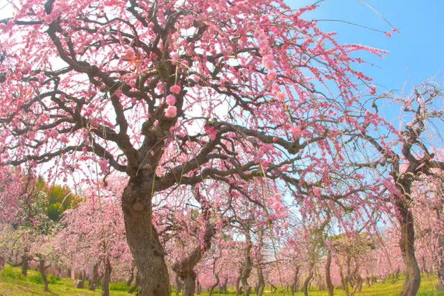 A grove of trees covered in vibrant pink blossoms stands beneath a clear blue sky, with sunlight illuminating the flowering branches and green grass below.