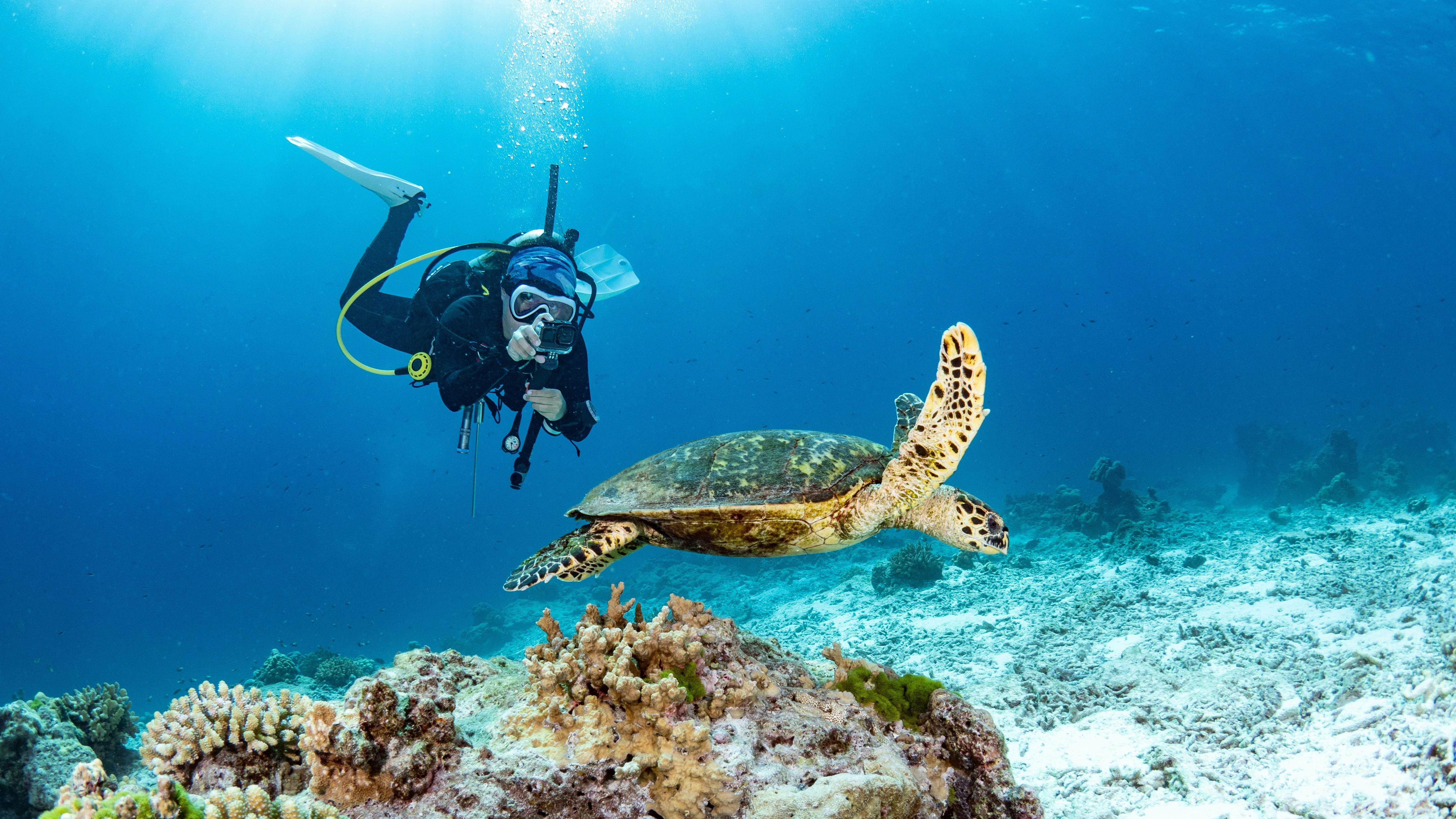 Encounter Sea Turtles: Special Introductory Dive on Yakushima Island